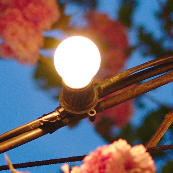 Outdoor light bulb and pink blossom at dusk