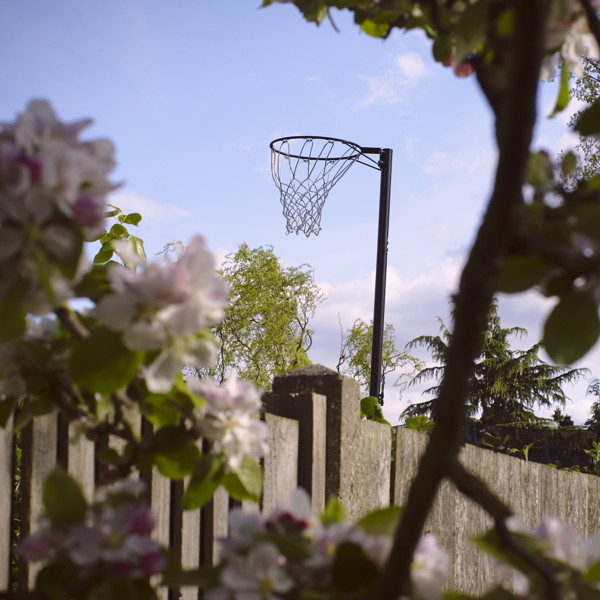 Basket ball hoop seen through trees and blossom